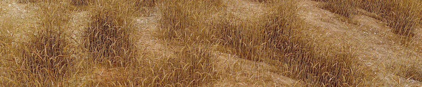 Close-up of golden grasses and dry vegetation across detailed terrain.