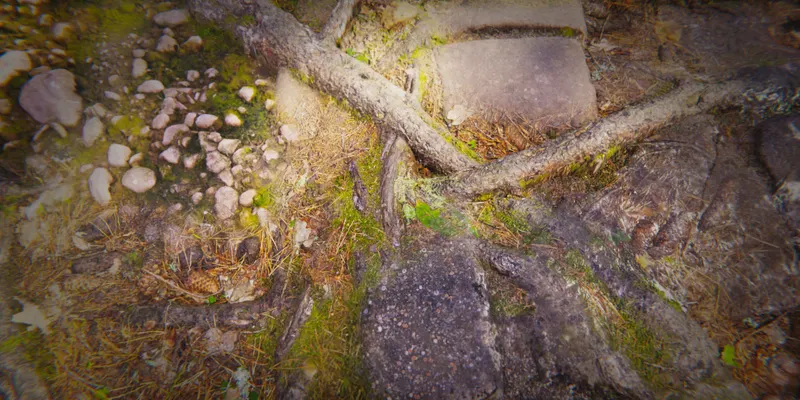 Close-up of detailed forest-floor textures with roots, stones, and moss